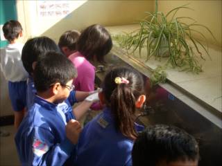 手洗い授業の様子2（つくばみらい市立小学校2015年12月16日）（手指衛生　総合サイト　ハンドハイジーン研究会)